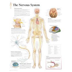 Flow chart system nervous organ