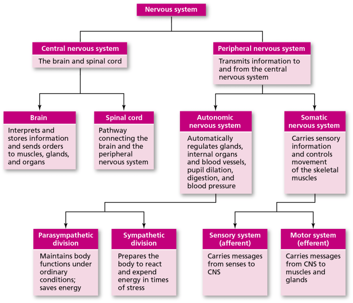 Nervous system flow chart worksheet