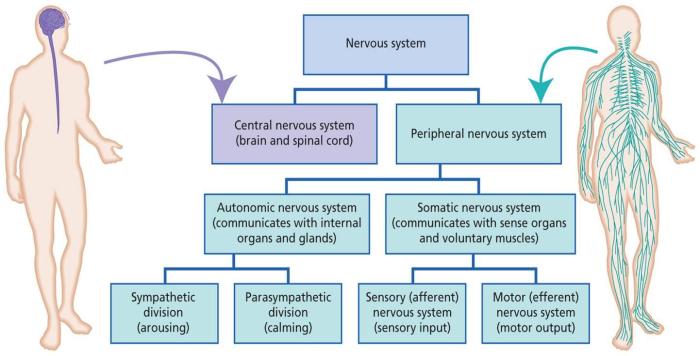 Nervous system flow chart worksheet