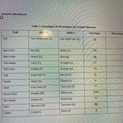 Albinism from genotype to phenotype worksheet