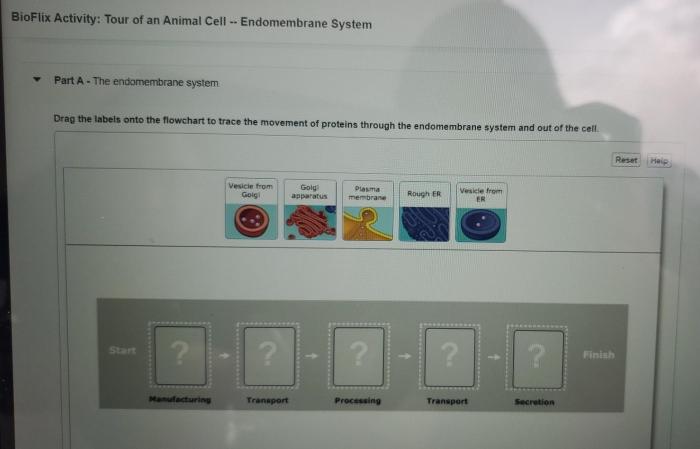 Bioflix activity tour of an animal cell endomembrane system