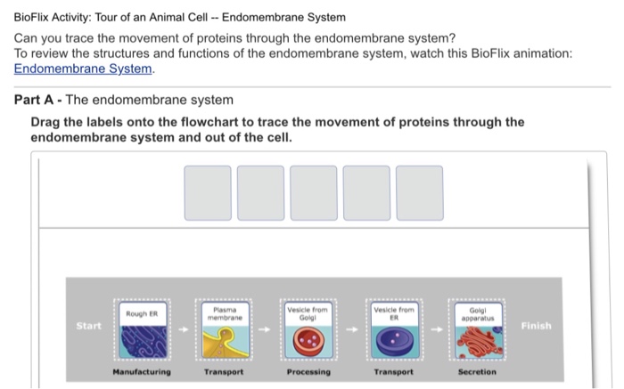 Bioflix activity tour of an animal cell endomembrane system