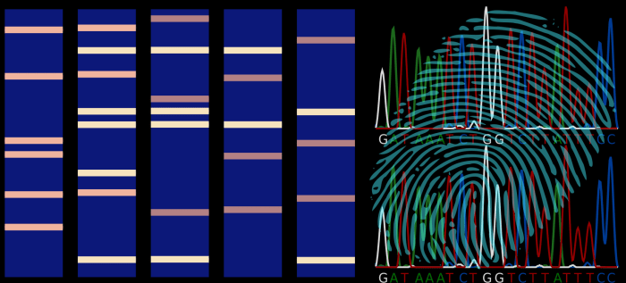 Fingerprinting pcr fragment restriction polymorphism genetic basis note