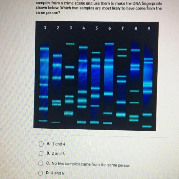 Imagine you do dna fingerprinting in a forensics lab apex