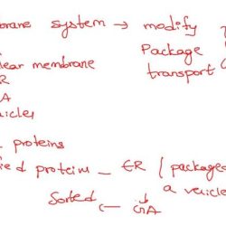 Bioflix endomembrane