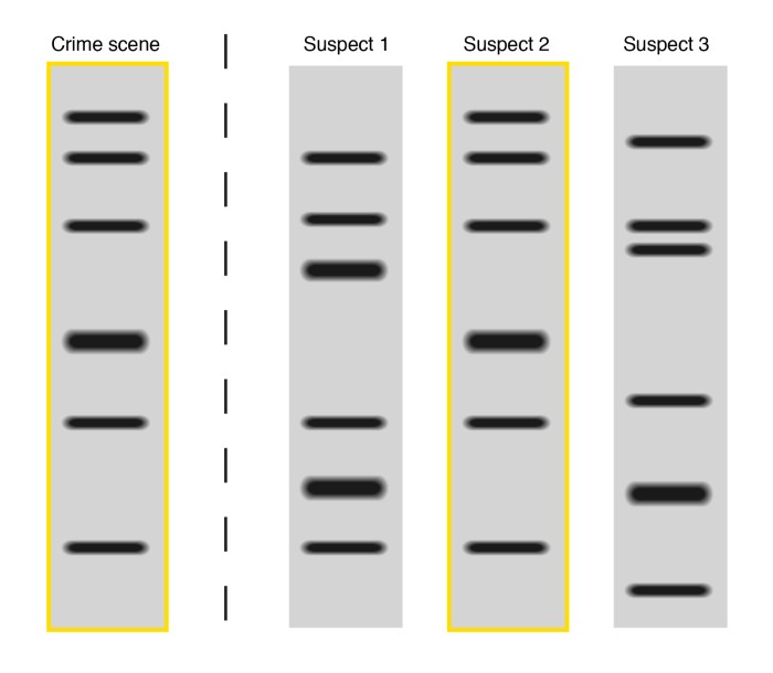 Imagine you do dna fingerprinting in a forensics lab apex